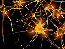brain cells