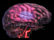 brain