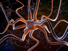brain cell